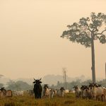24 August 2019: Cattle grazing on land that used to be Amazon forest before it was cleared by fire in Boca do Acre, Amazonas state, Brazil. (Photograph by Reuters/Bruno Kelly)