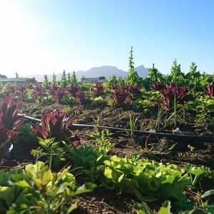 Undated: The Vegkop Polyculture Farm in the Philippi Horticultural Area is a community-led initiative to encourage people to grow their own food and reconnect with the soil. (Photograph by Nazeer Sonday)